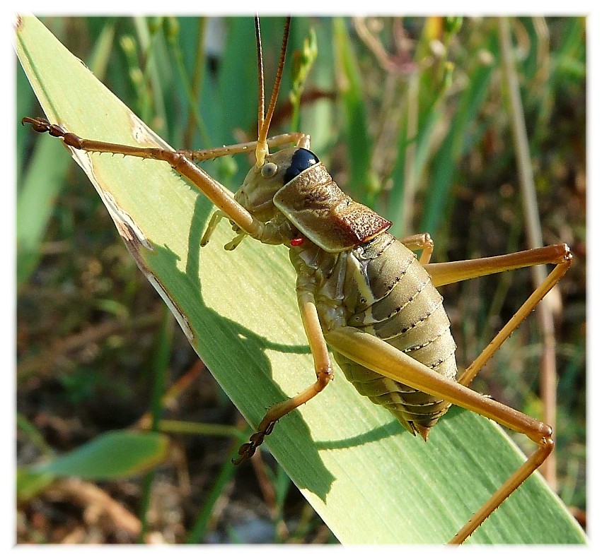 Ephippiger apulus (Bradyporidae)